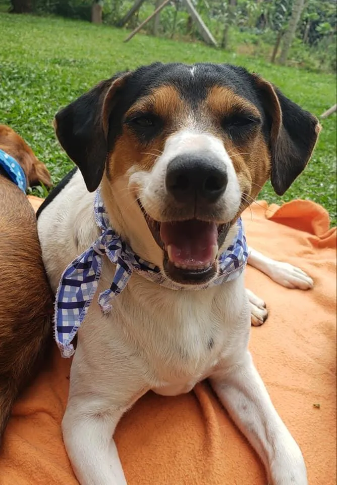 Cachorro ra a SRD idade 7 a 11 meses nome Cooner