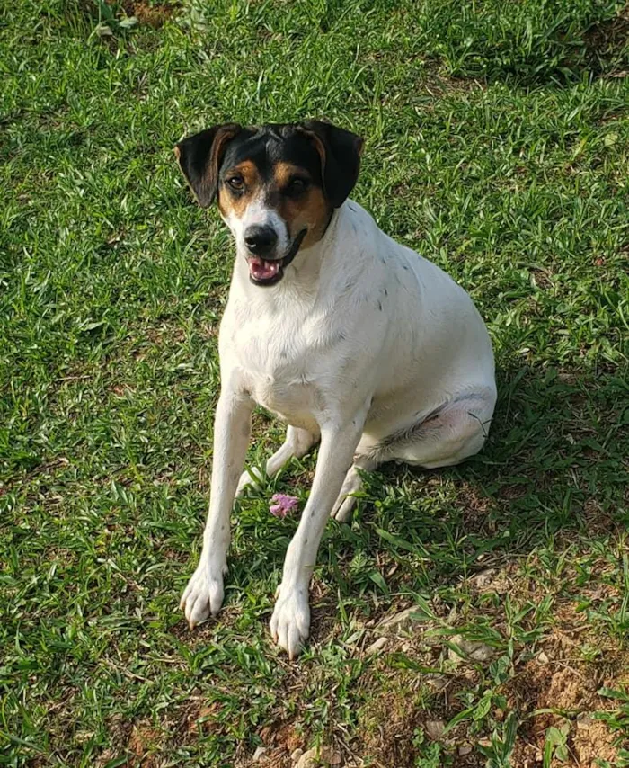Cachorro ra a SRD idade 7 a 11 meses nome Cooner