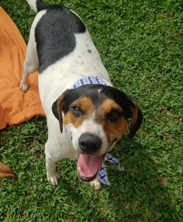 Cachorro ra a SRD idade 7 a 11 meses nome Cooner