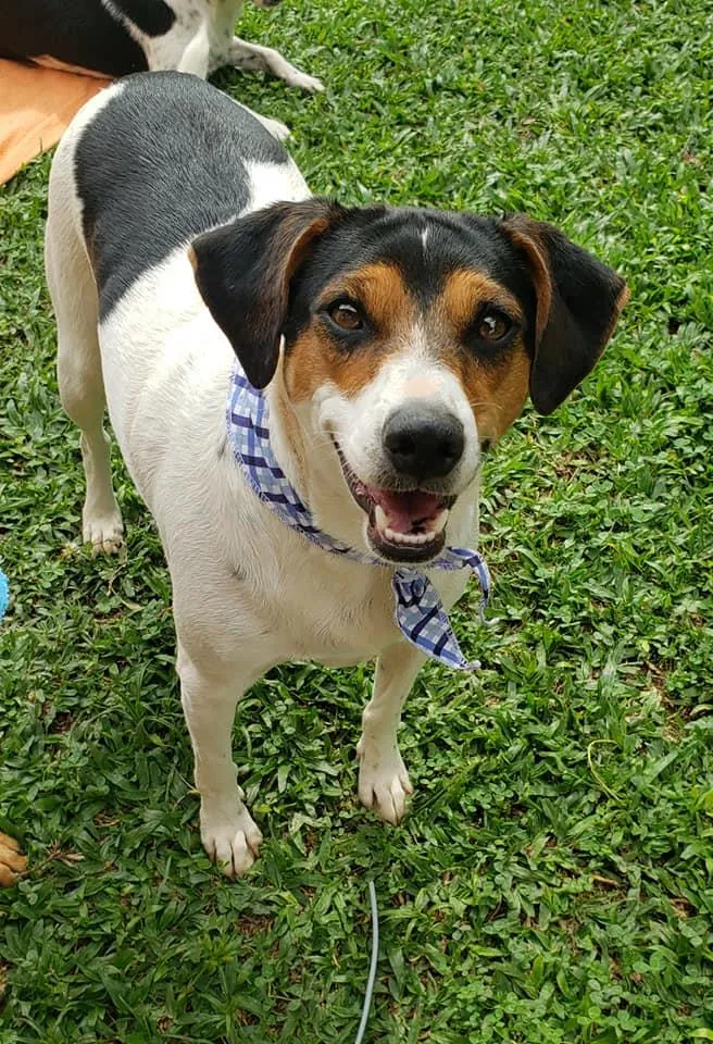 Cachorro ra a SRD idade 7 a 11 meses nome Cooner