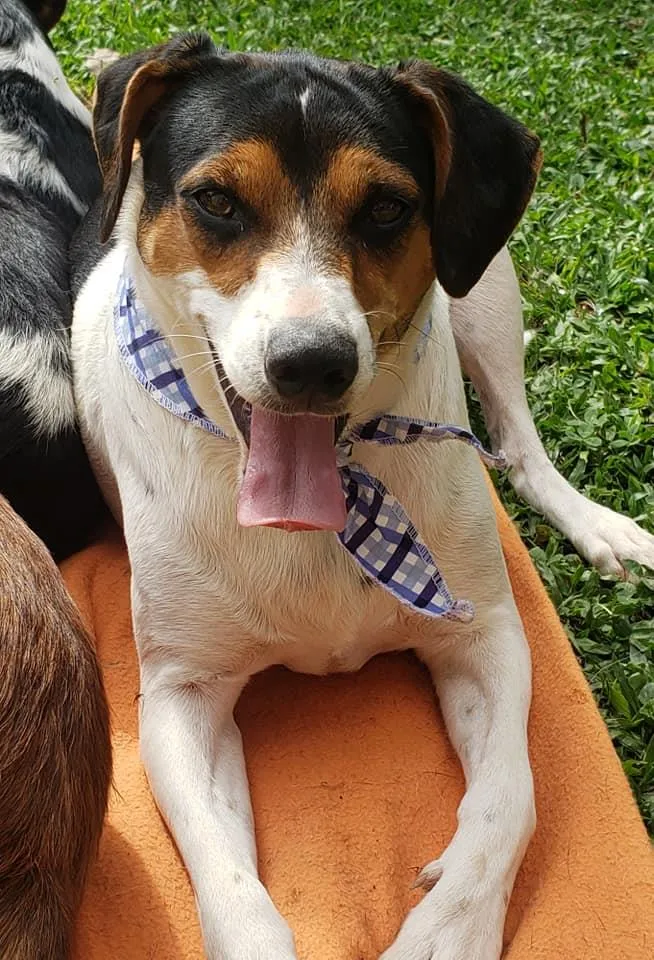 Cachorro ra a SRD idade 7 a 11 meses nome Cooner