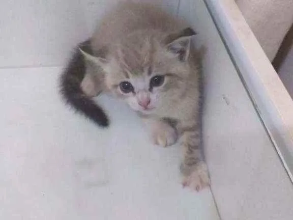 Gato raça  idade Abaixo de 2 meses nome Ravena