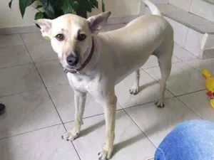 Cachorro raça SRD idade 6 ou mais anos nome Susi