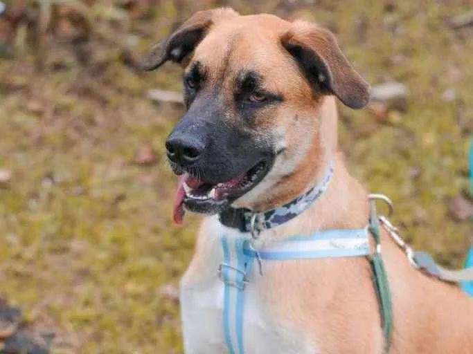 Cachorro ra a SRD idade 2 anos nome Eros