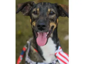 Cachorro raça srd idade 1 ano nome Cuque