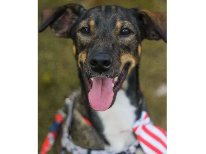 Cachorro ra a srd idade 1 ano nome Cuque