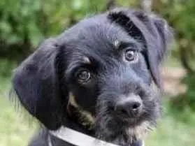 Cachorro raça SRD  idade 2 a 6 meses nome Zack 