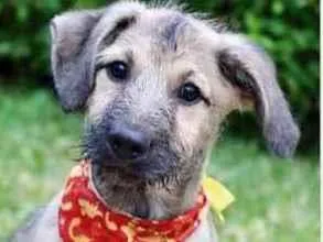 Cachorro raça SRD  idade 2 a 6 meses nome Cody 