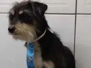 Cachorro raça SRD-ViraLata idade 7 a 11 meses nome Léo