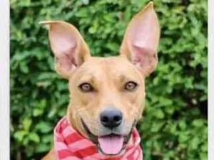 Cachorro raça SRD  idade 2 anos nome Olivia 