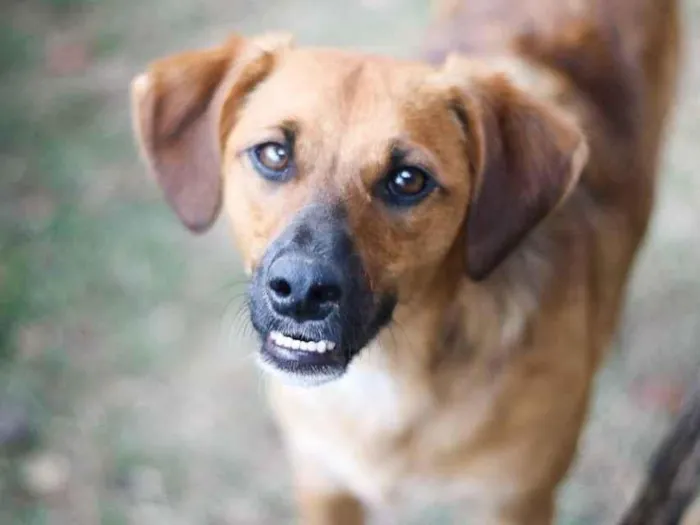 Cachorro ra a SRD idade 7 a 11 meses nome Gar