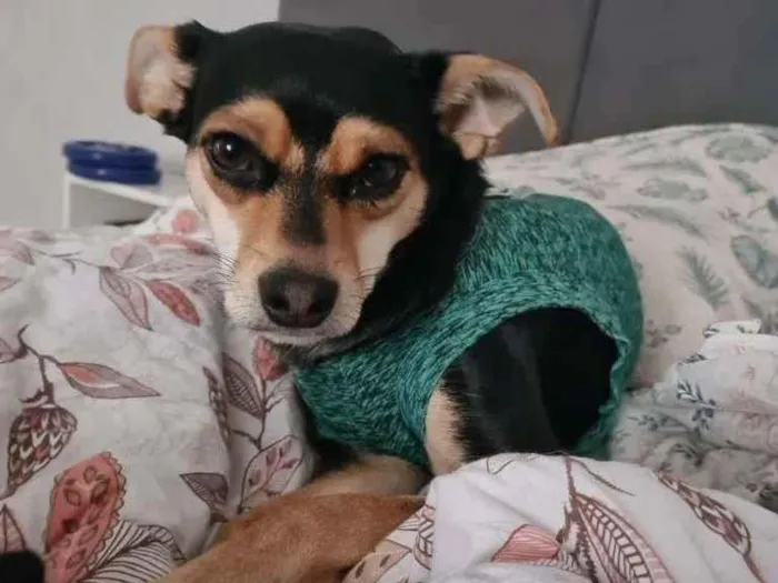 Cachorro ra a SRD-ViraLata idade 2 anos nome PITICA
