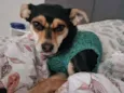 PITICA