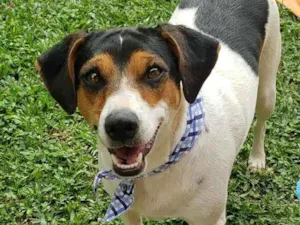 Cachorro raça SRD idade 7 a 11 meses nome Cooner