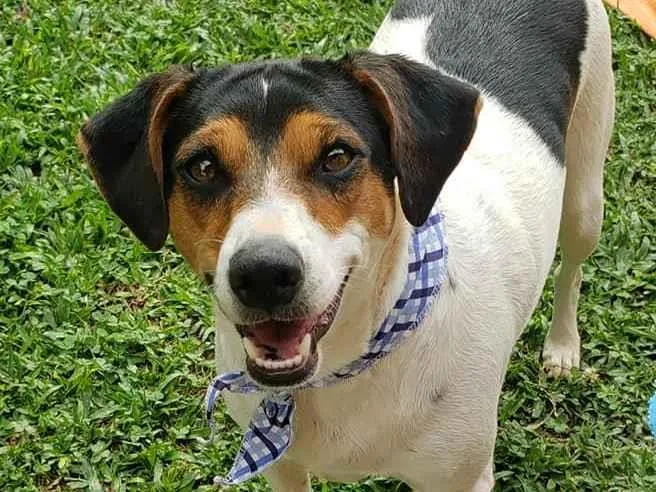 Cachorro ra a SRD idade 7 a 11 meses nome Cooner
