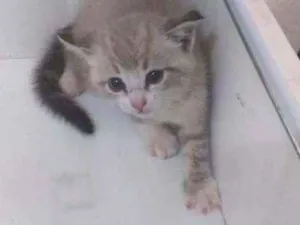 Gato raça  idade Abaixo de 2 meses nome Ravena