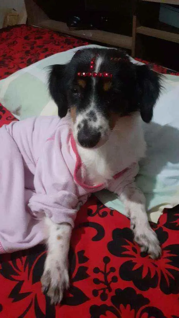 Cachorro ra a SRD idade 7 a 11 meses nome Princesa