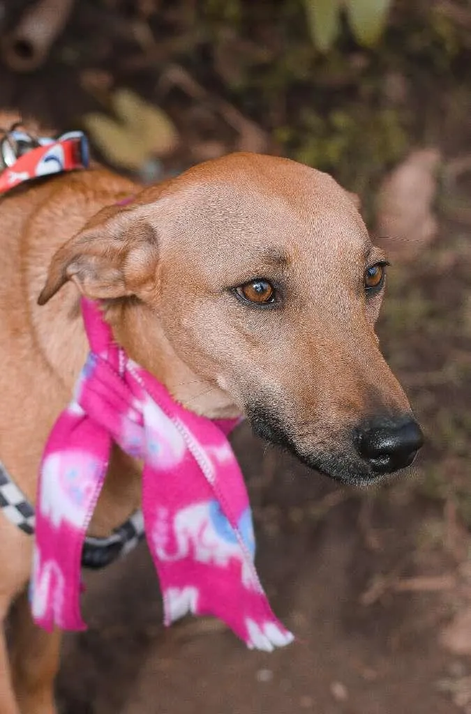 Cachorro ra a SRD idade 2 anos nome Pinha