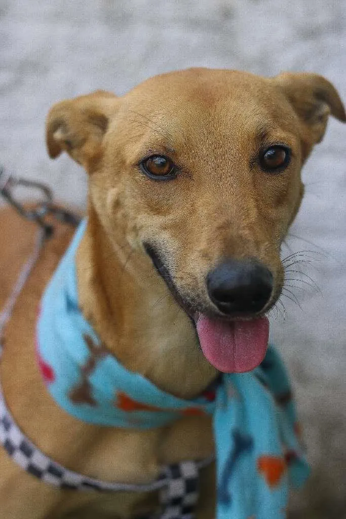 Cachorro ra a SRD idade 2 anos nome Pinhão