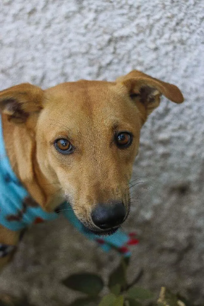 Cachorro ra a SRD idade 2 anos nome Pinhão