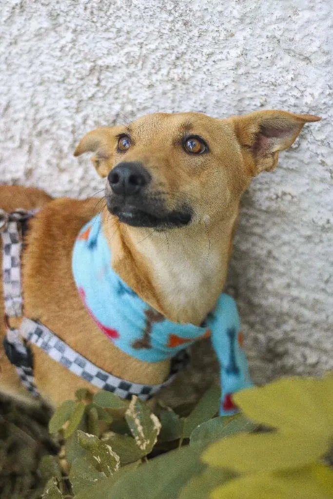 Cachorro ra a SRD idade 2 anos nome Pinhão