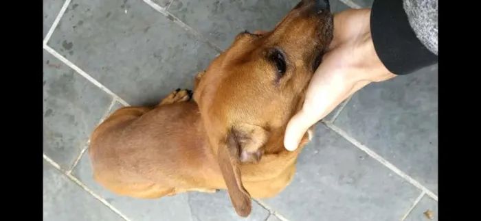 Cachorro ra a SRD-ViraLata idade 6 ou mais anos nome Scooby