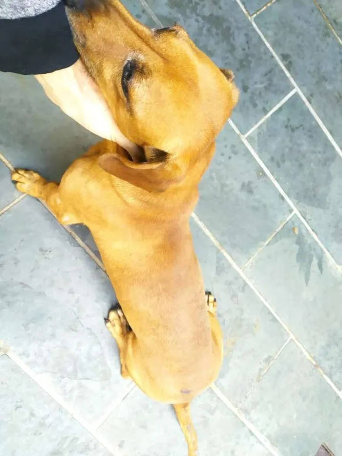 Cachorro ra a SRD-ViraLata idade 6 ou mais anos nome Scooby