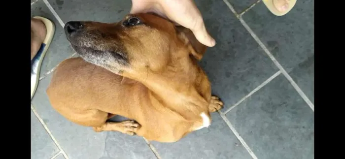 Cachorro ra a SRD-ViraLata idade 6 ou mais anos nome Scooby