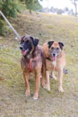 Tico e Teco