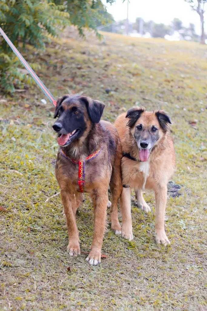 Cachorro ra a srd idade 5 anos nome Tico e Teco