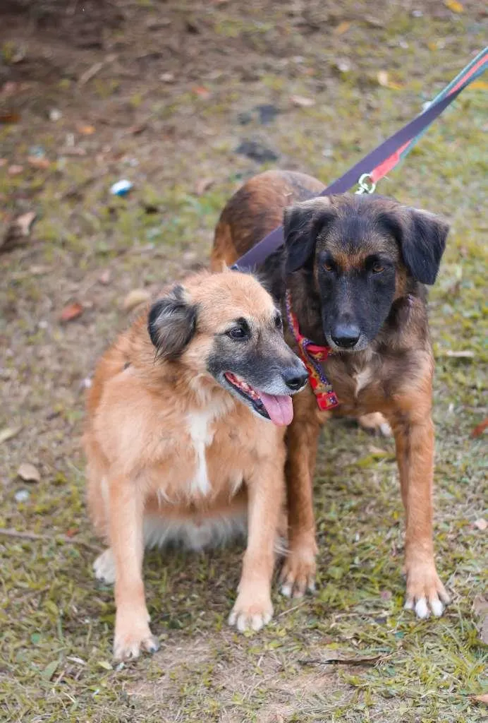 Cachorro ra a srd idade 5 anos nome Tico e Teco