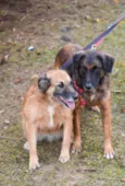 Tico e Teco