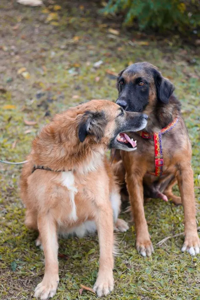 Cachorro ra a srd idade 5 anos nome Tico e Teco