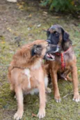 Tico e Teco