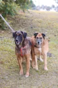 Tico e Teco
