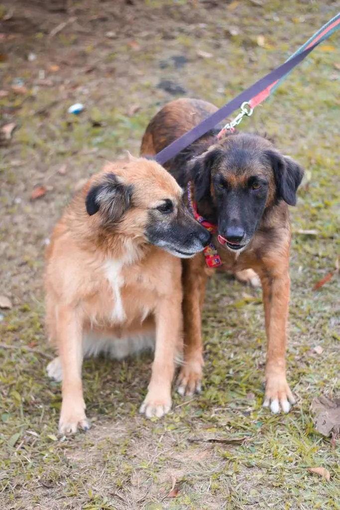 Cachorro ra a srd idade 5 anos nome Tico e Teco