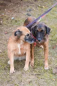 Tico e Teco