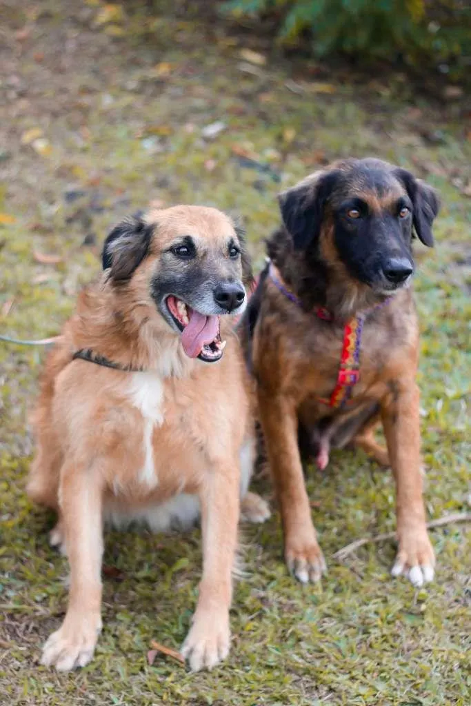 Cachorro ra a srd idade 5 anos nome Tico e Teco