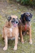 Tico e Teco
