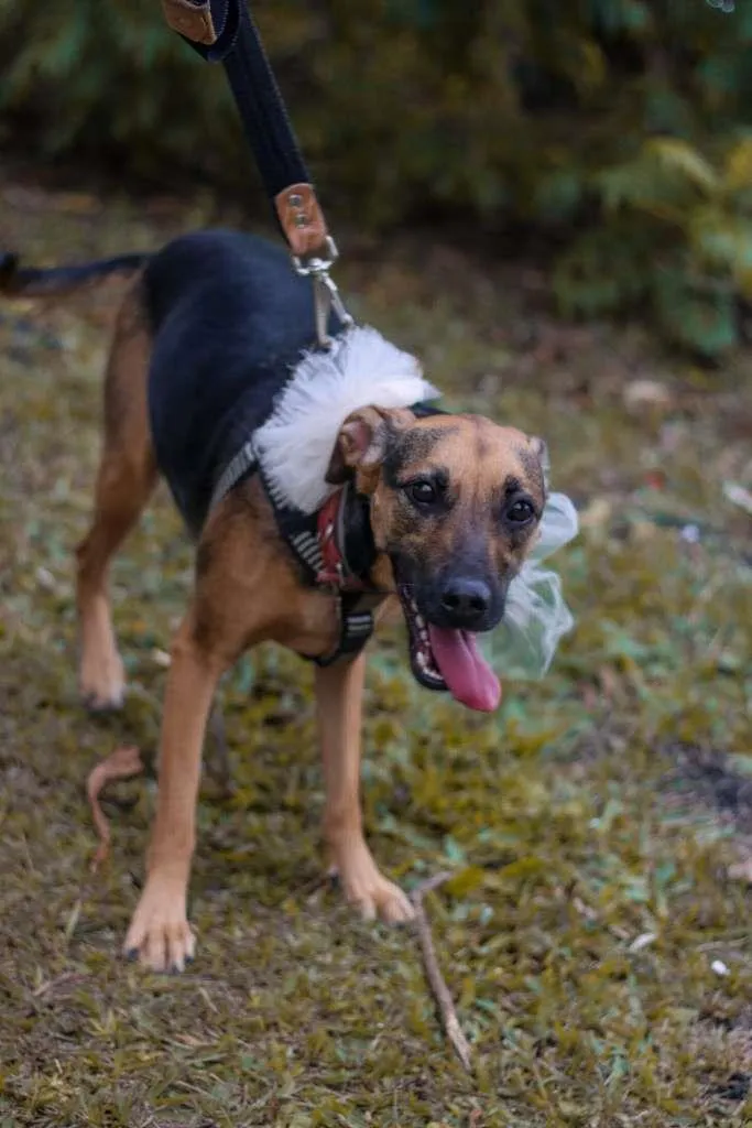 Cachorro ra a SRD-ViraLata idade 3 anos nome Bella