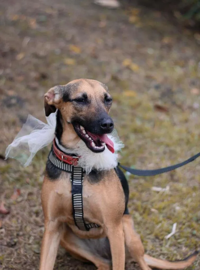 Cachorro ra a SRD-ViraLata idade 3 anos nome Bella