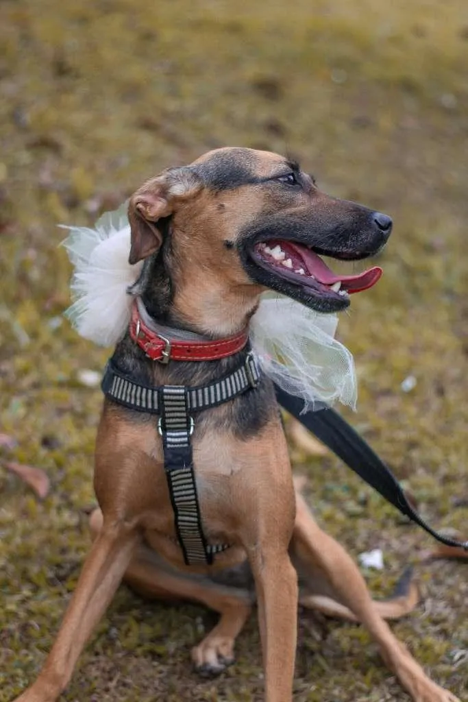 Cachorro ra a SRD-ViraLata idade 3 anos nome Bella