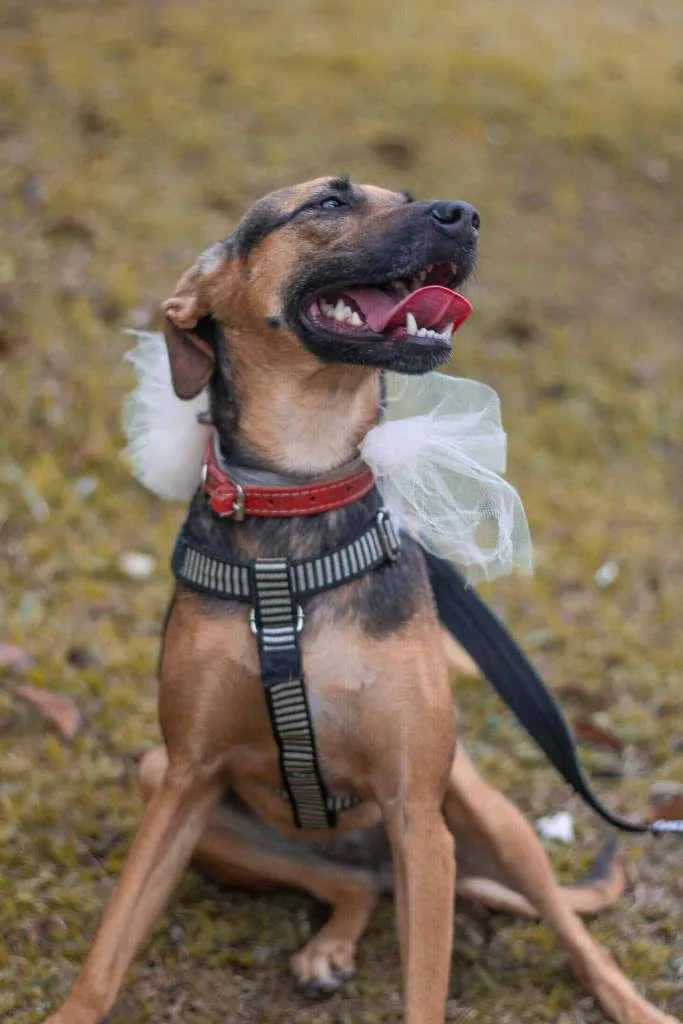 Cachorro ra a SRD-ViraLata idade 3 anos nome Bella