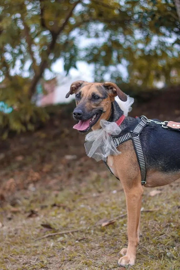 Cachorro ra a SRD-ViraLata idade 3 anos nome Bella