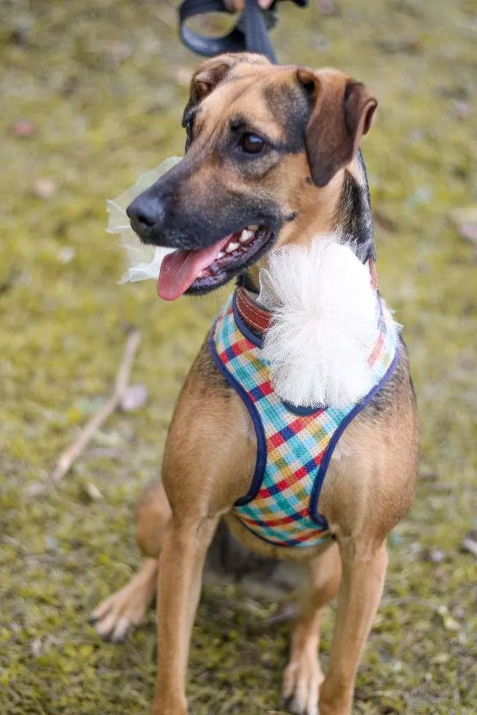 Cachorro ra a SRD-ViraLata idade 3 anos nome Bella