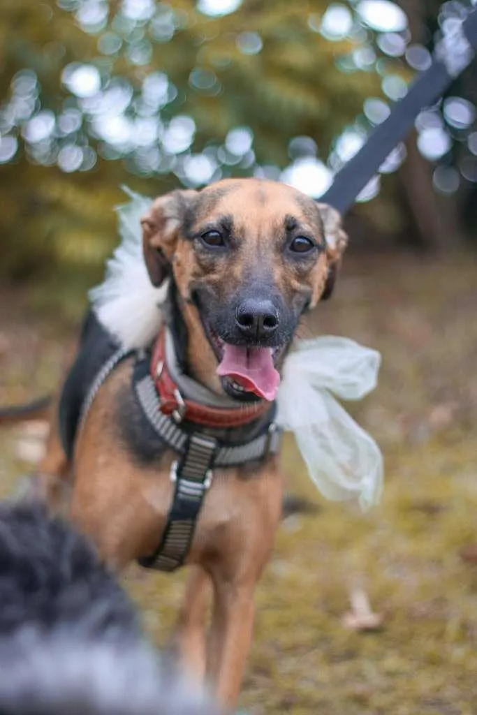 Cachorro ra a SRD-ViraLata idade 3 anos nome Bella