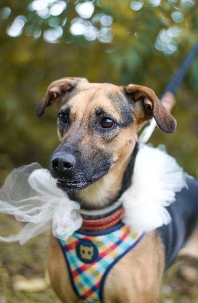 Cachorro ra a SRD-ViraLata idade 3 anos nome Bella