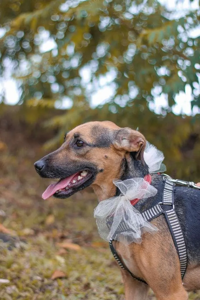 Cachorro ra a SRD-ViraLata idade 3 anos nome Bella