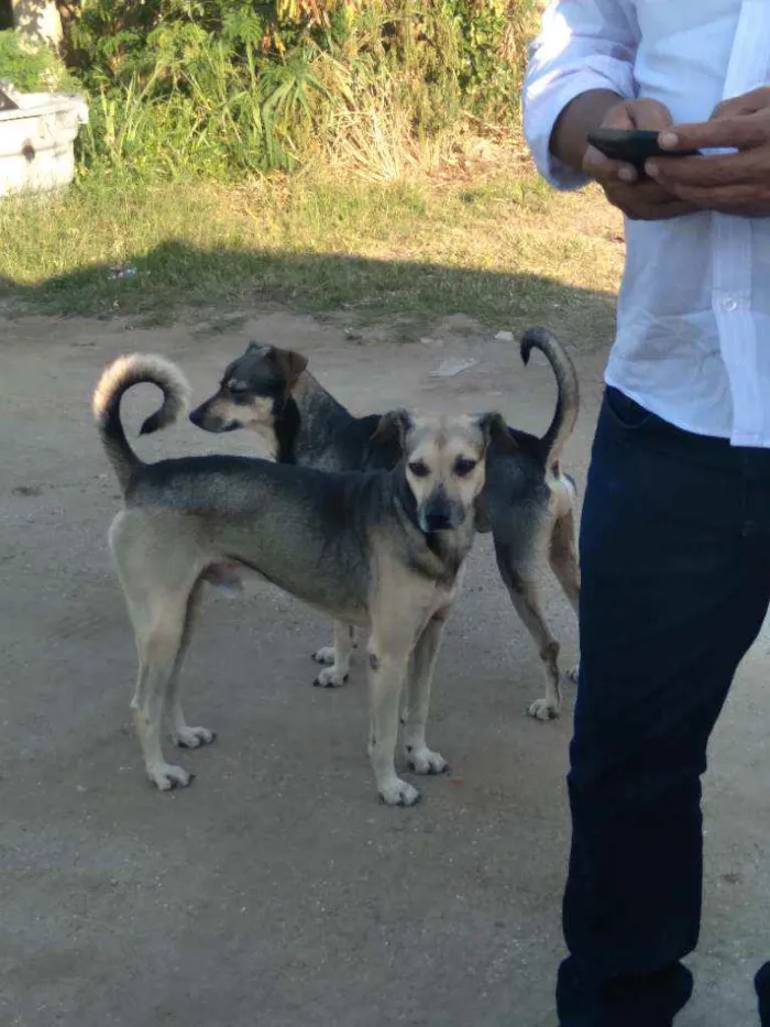 Cachorro ra a Srd idade 1 ano nome Ulisses e Leandro