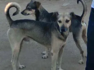 Cachorro raça Srd idade 1 ano nome Ulisses e Leandro